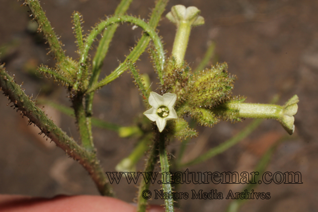 Nicotiana corymbosa