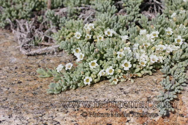 Nolana crassulifolia