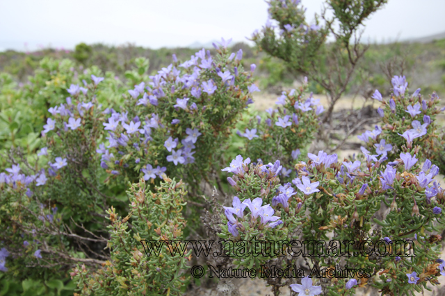 Nolana divaricata