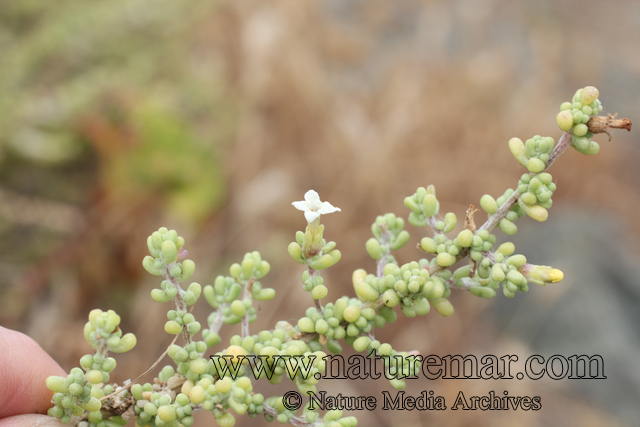 Nolana sedifolia