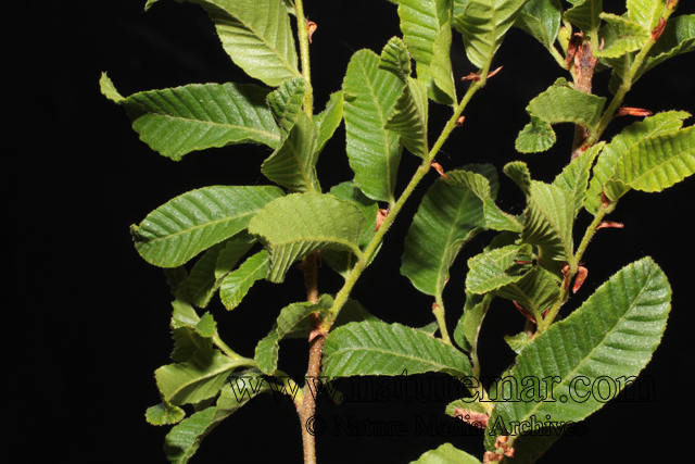 Nothofagus alpina