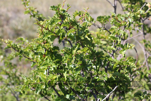 Nothofagus antarctica