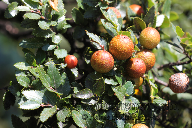 Nothofagus dombeyi