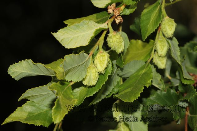 Nothofagus obliqua