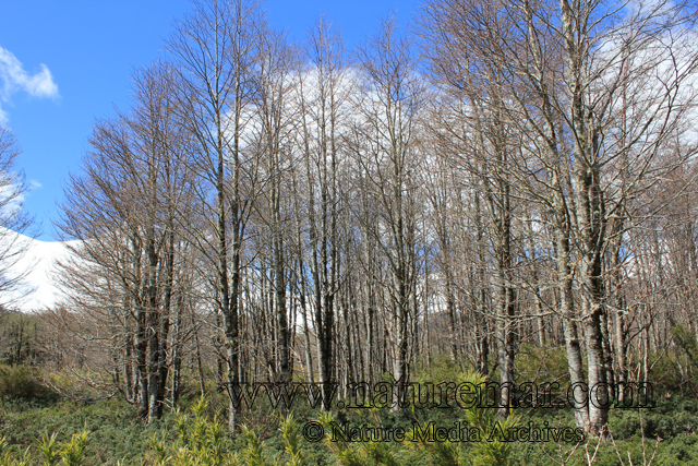 Nothofagus pumilio