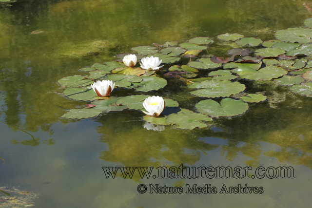 Nymphaea alba