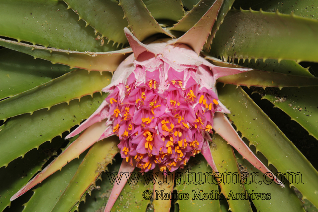 Ochagavia carnea