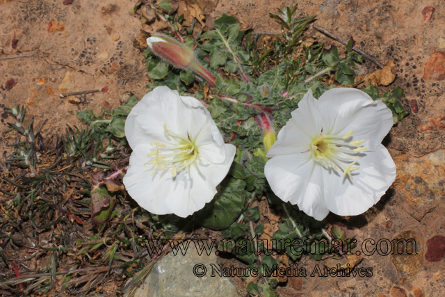 Oenothera acaulis