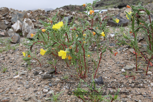 Oenothera coquimbensis