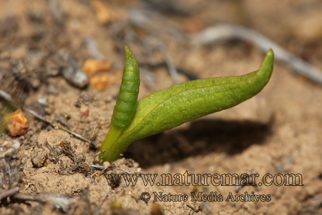 Ophioglossum lusitanicum L