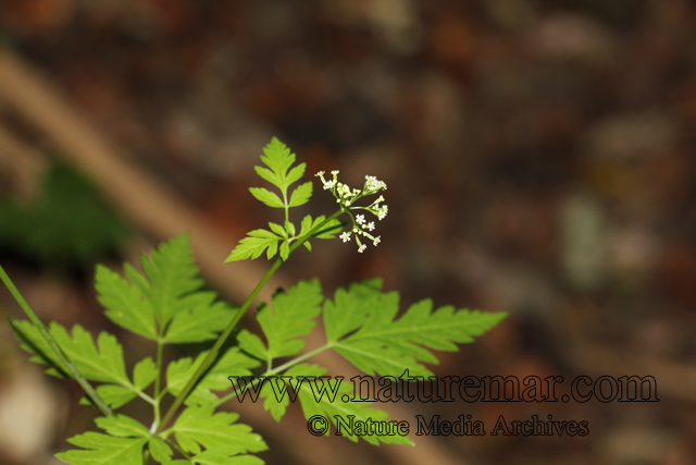 Osmorhyza chilensis