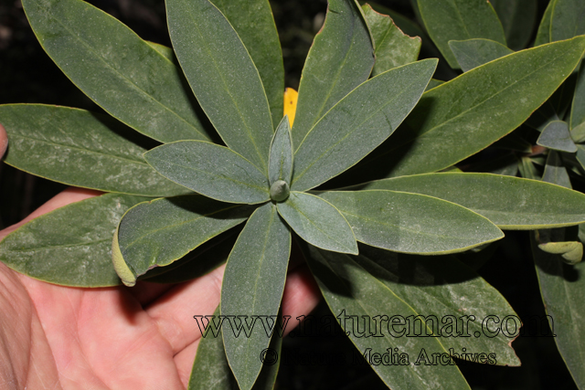 Ovidia andina