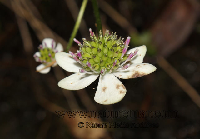 Anemone hepaticifolia Hook