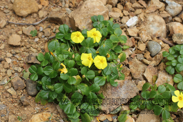 Oxalis carnosa