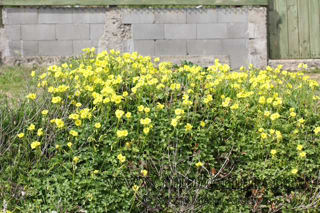 Oxalis cernua Thumb