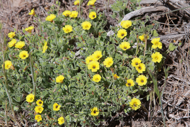 Oxalis cinerea