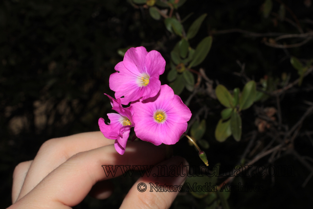 Oxalis rosea