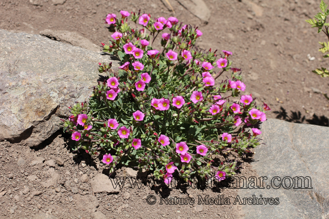 Oxalis squamata Zucc.