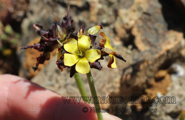 Oxalis tortuosa