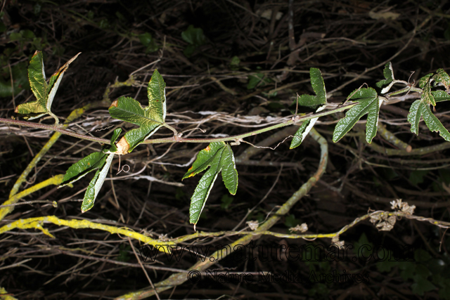 Passiflora pinnatistipula Cav