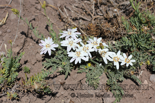 Perezia carthamoides (D.Don) Hook.& Arn.