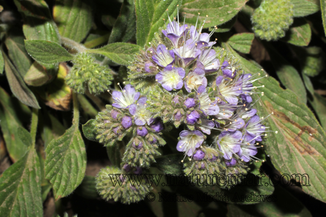 Phacelia secunda