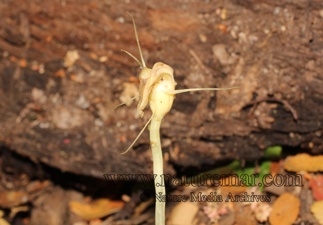 Arachnites uniflora