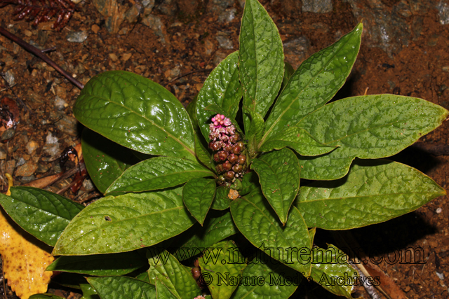 Phytolacca bogotensis