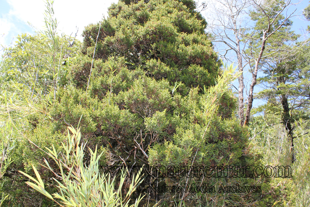 Pilgerodendron uviferum