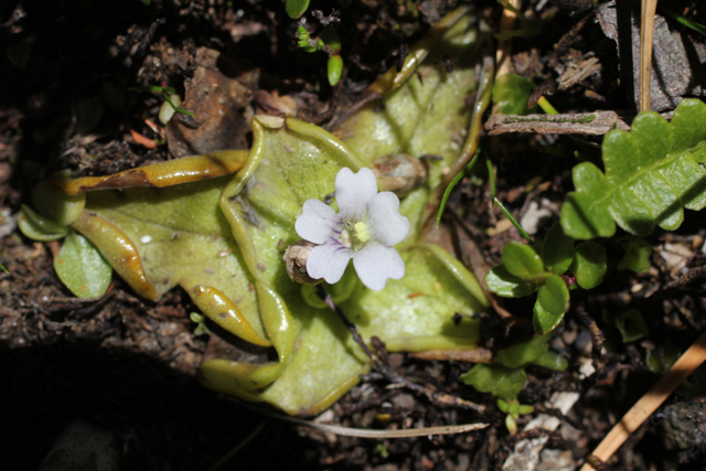 Pinguicula chilensis