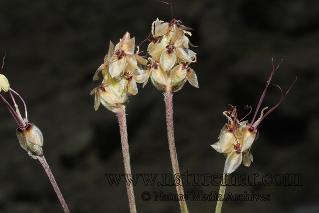 Plantago grandiflora