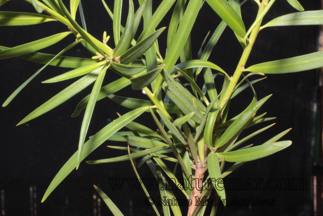Podocarpus saligna D. Don