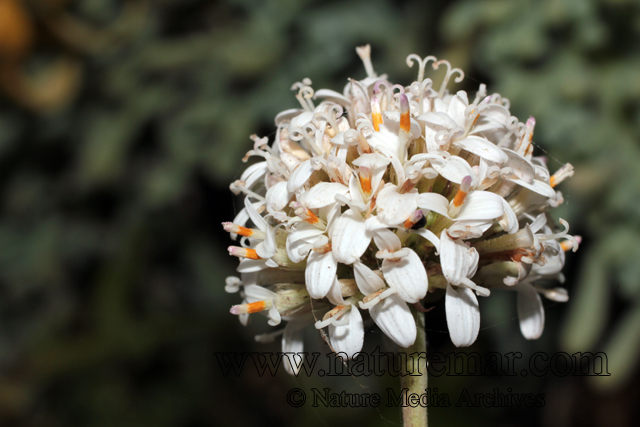 Polyachyrus poeppigii