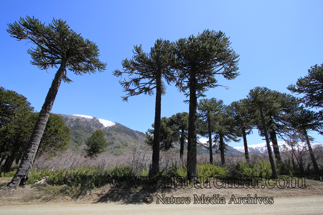 Araucaria araucana