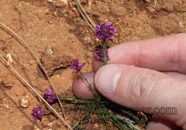 Polygala gayii A.W. Benn