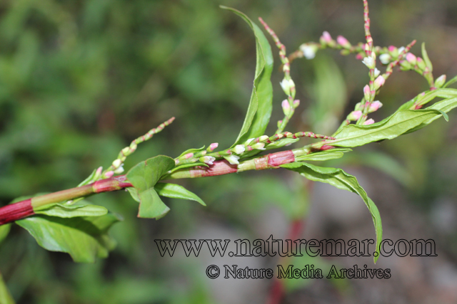 Polygonum persicaria