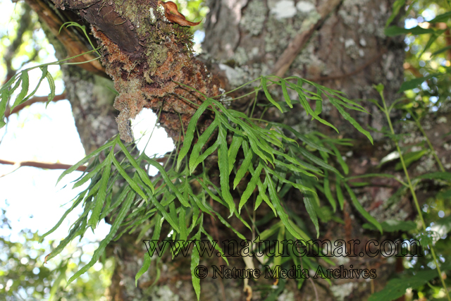 Polypodium feuillei