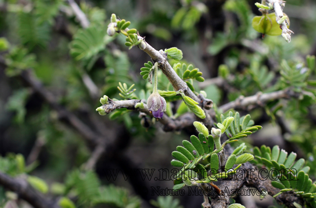 Porlieria chilensis