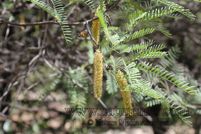 Prosopis chilensis