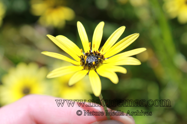 Arctotheca calendula