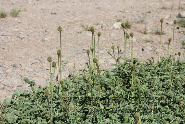 Acaena magellanica