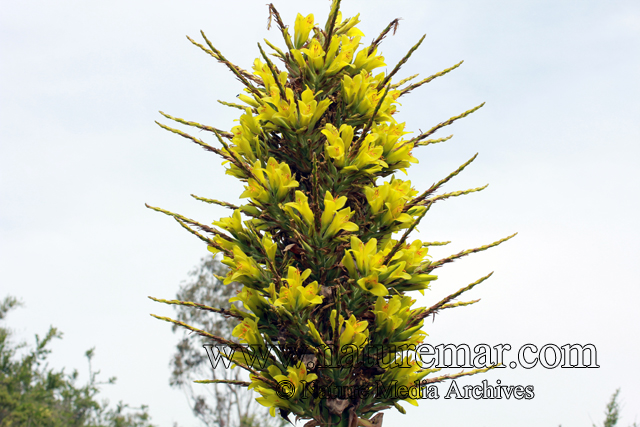 Puya chilensis