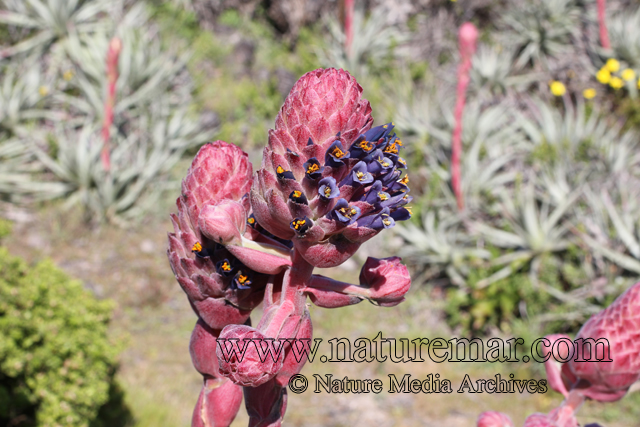 Puya venusta