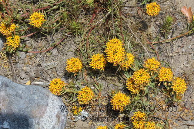 Quinchamalium chilense