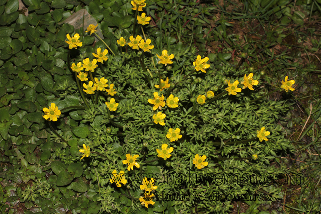 Ranunculus peduncularis