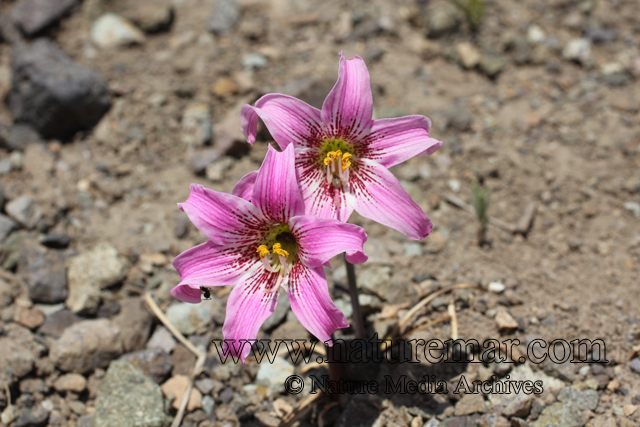 Rhodophiala rhodolirion