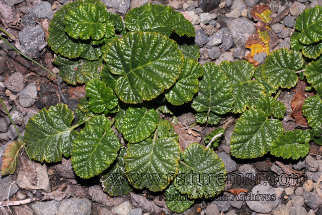 Rubus radicans