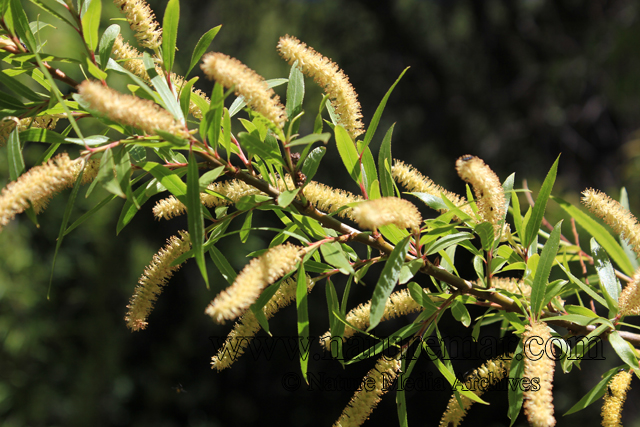 Salix chilensis