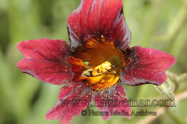 Salpiglossis sinuata