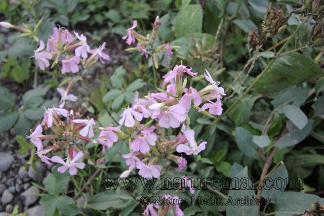 Saponaria officinalis